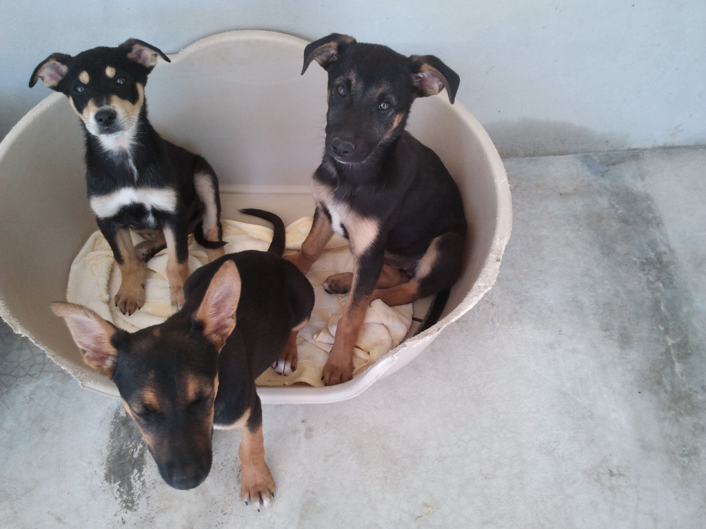 Brewers Yeast for Dogs Health Benefits of Brewers Yeast for Dogs