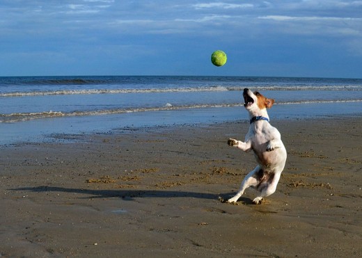 Jack Russell Terrier catching a ball