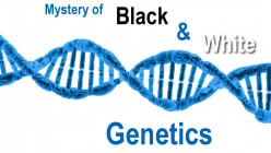 Hiding genes - the mystery of black and white genetics