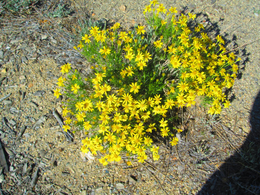 Looking down on a small cluster of senecio douglasii.