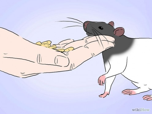 Bonding with your Rats: A Beginner's Guide Bonding with your Rats: A Beginner's Guide
