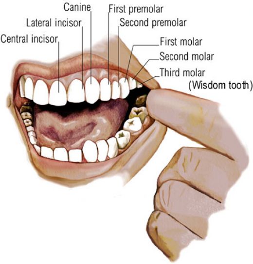 Diagram of inisde the mouth and third Molars