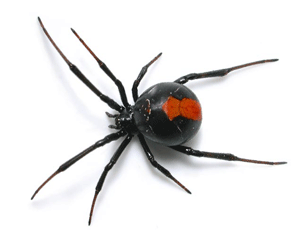 widoe spider