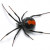 widoe spider widoe spider
