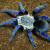 A blue colored tarantula spider A blue colored tarantula spider