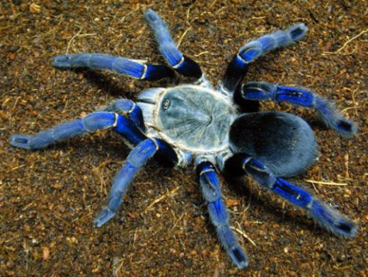 A blue colored tarantula spider