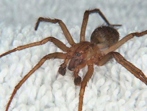 The Brazilian wandering spider