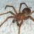 The Brazilian wandering spider The Brazilian wandering spider