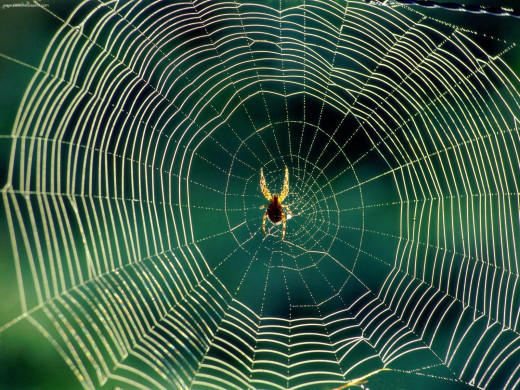 Spiders webs images