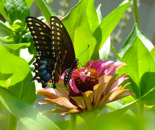Zinnias attract Black Swallowtail Butterflies. Plants in the carrot family are needed in your garden for them to lay eggs.
