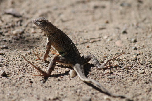 Small animals, such as this amiable lizard, also find refuge at the arboretum.