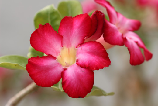 The arboretum is a photographer's wonderland offering a glimpse of desert plants collected from all over the world.