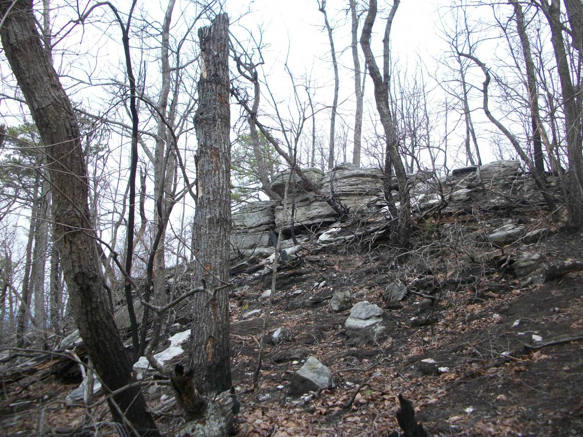 At the start of the Ledge Springs Trail, you can see remnants of a "controlled burn" completed recently.  Some of the landscape has a charred look to it.
