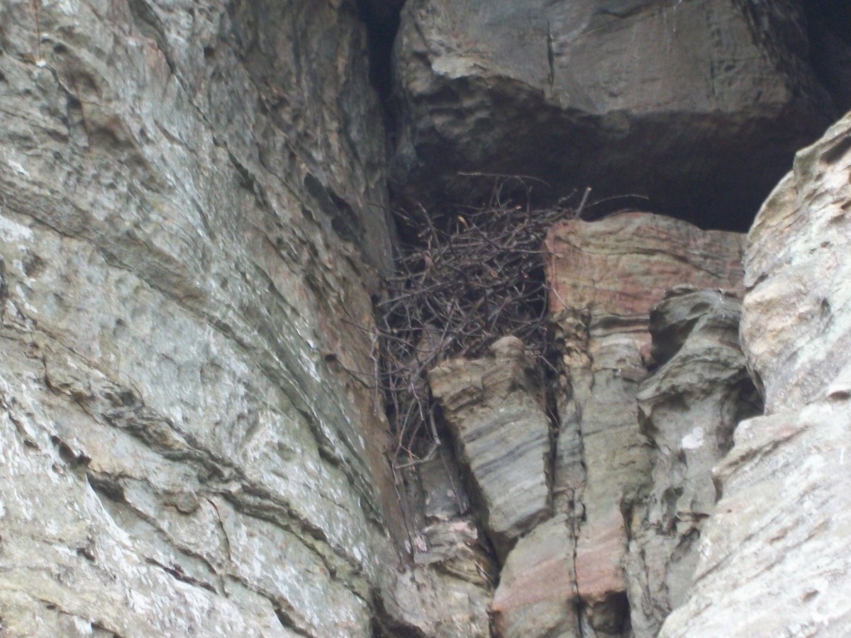 This is the only Raven's nest that is actually visible among the rocks.