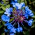 Ageratum