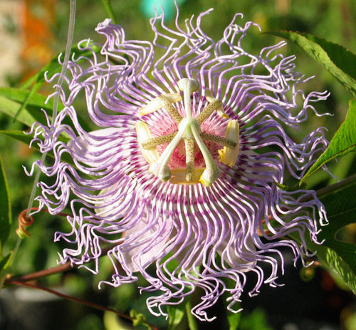 Passiflora Incarnata Purple Passion Flower