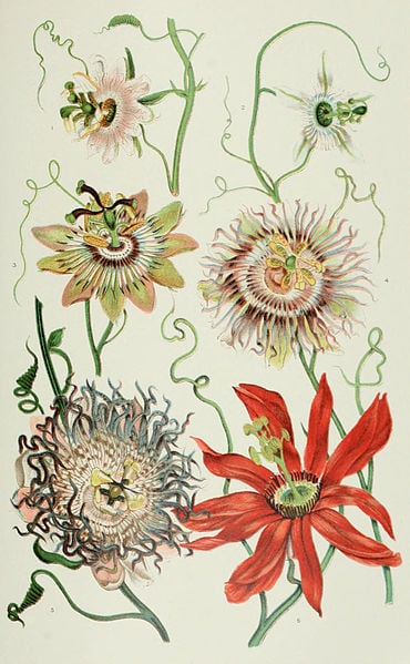 Passion Flower Botanical Drawing