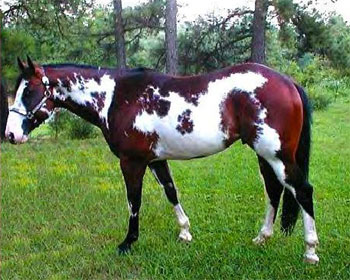 American Paint Horse 