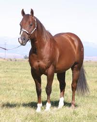 American Quarter Horse 