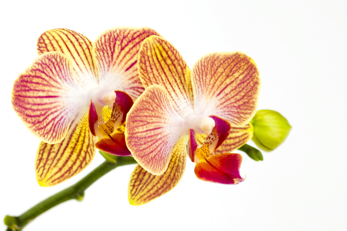Different Types of Orchids | HubPages