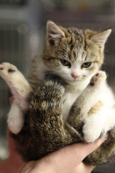 Picture of Random Kitten :)