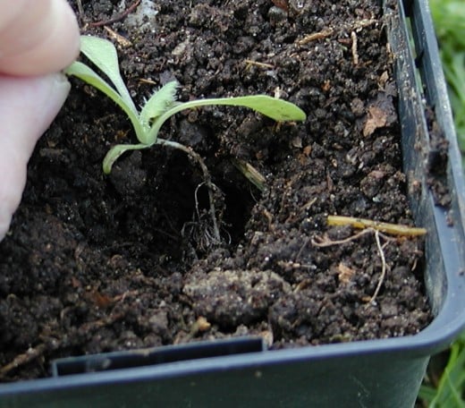 Drop the seedling into the hole Drop the seedling into the hole