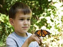 A Child and The Butterfly