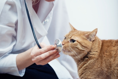 Consider all possible outcomes before you visit the Vet.