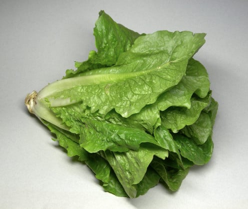 A full head of Romaine Lettuce. That is cut and ready to be washed and cut up for salads and or  washed and the leaves are used for in sandwiches to enjoy at lunch or anytime doing the day. 