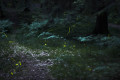 How Do Fireflies Glow (and Why)?