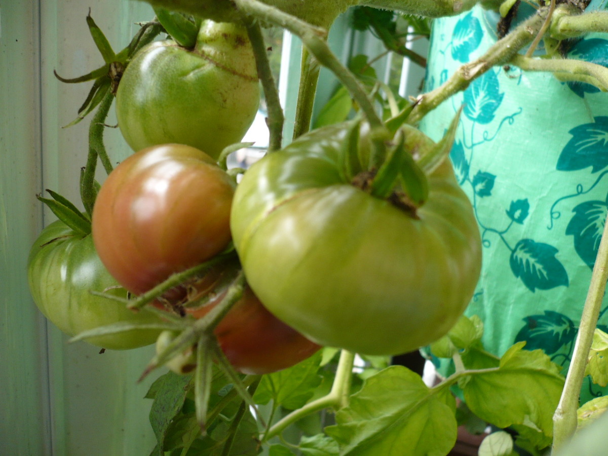 Heritage tomatoes