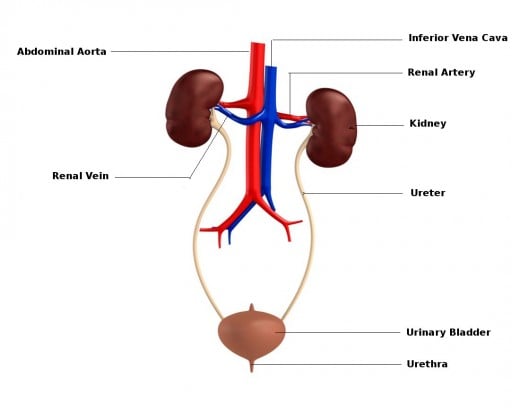 Urinary System Diagram 