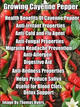 Listed On The Above Photo Are The Top 10 Health Benefits Of Cayenne Pepper.