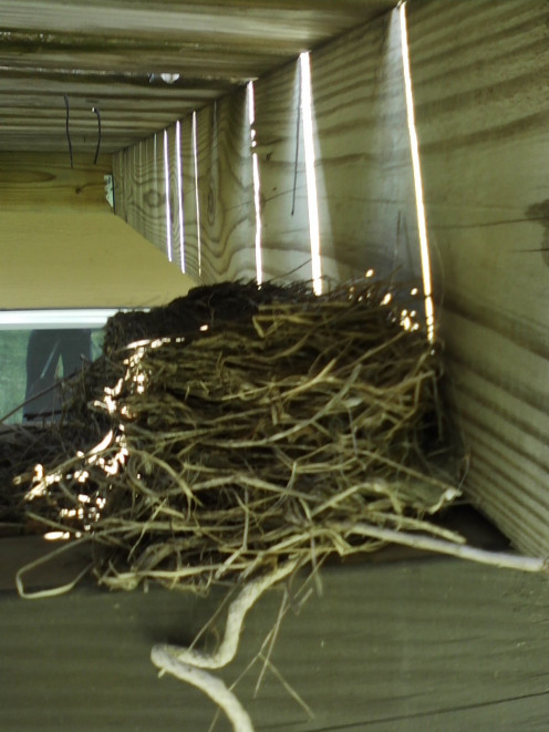 This is a much safer place for the bird nest. They even cleaned up the string from our yard.   