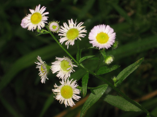 Small flowers growing amongst weeds remind me to "bloom where you are planted." 