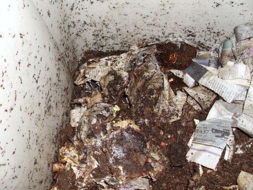 Note the worm castings along the sides of the container.