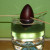 Growing your own avocado pear Growing your own avocado pear