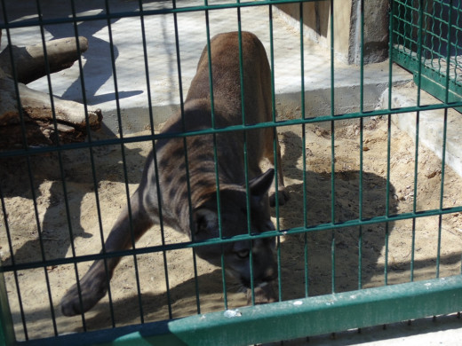 A lynx at the Nikolaev zoo that would benefit from your financial contributions.