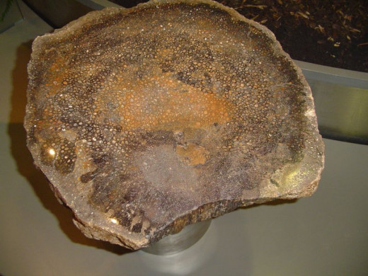 Texas State Stone: Petrified Palmwood