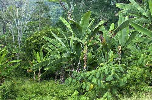 Typical jungle scene, with wild bananas, Intibucá