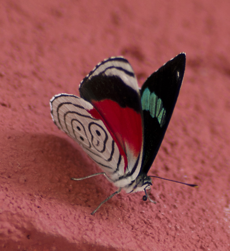 A Central American butterfly known as "Anna's 88", for obvious reasons.
