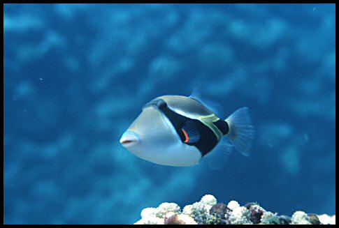 The reeftrigger fish the is the state fish of Hawaii.