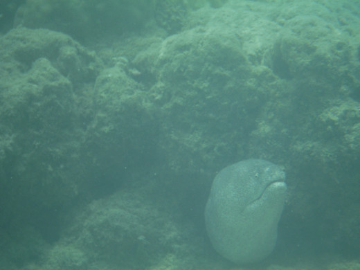 Moray eels are not the prettiest things in the world.