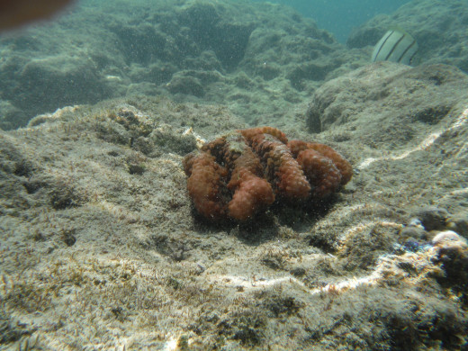 Some coral at Hanauma Bay.