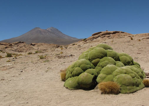The Yareta in the Atacama- the green blob!