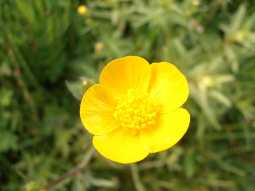 The Buttercup