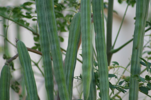 Vegetables Grown in the Philippines - Know Your Veggies and Their Names