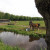 A few horses in the fields A few horses in the fields