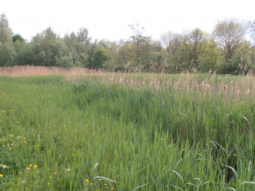 A beautiful small reed land