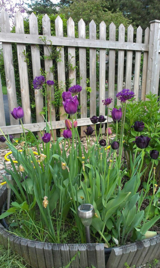 Queen of Night tulips make a nice pairing with bright purple tulips and alliums.